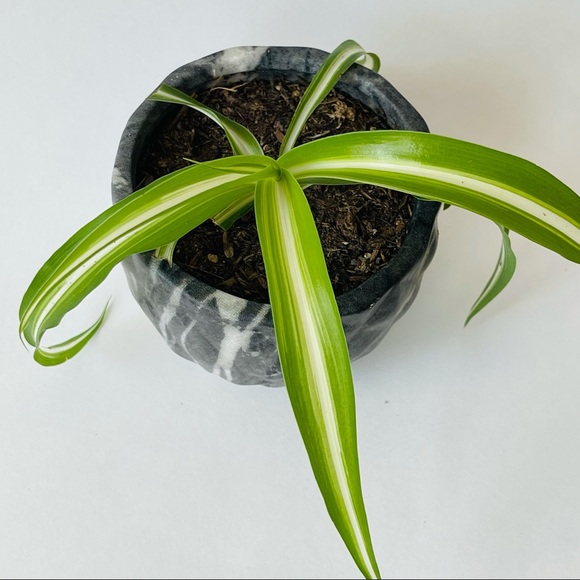 Bonnie Spider Plant in Dark Gray Marble Pot - Picture 2 of 7
